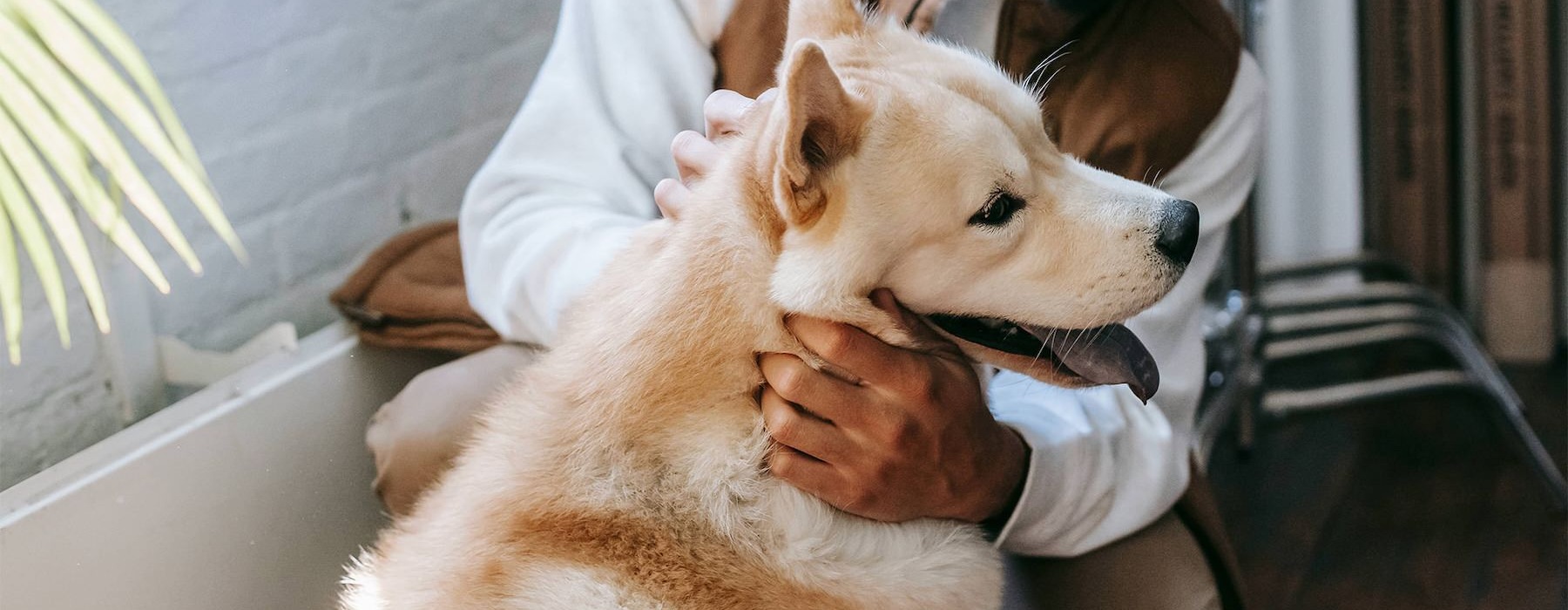 a person holding a dog